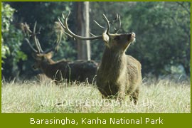 BaraSingha, Kanha National Park