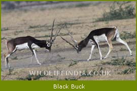 Black Buck, Ranthmbore National Park