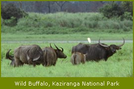 Wild Buffalo, Kaziranga National Park