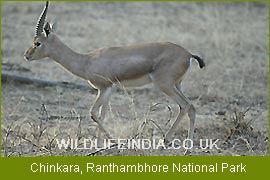 Chinkara - Ranthambore National Park, National Parks India