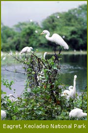 Birds at Bharatpur Bird Sanctuary