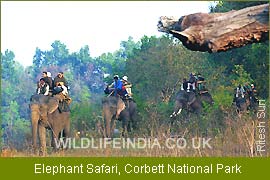 Elephant Safari - Corbett National Park, National Parks India