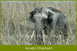 Asiatic Alephant
