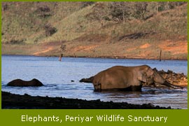 Elephants, Periyar Wildlife Sanctuary