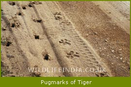 Pag marks of Tiger