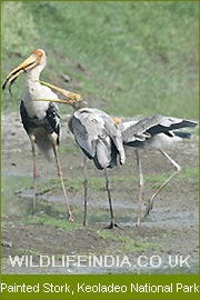 Painted Stork - Keoladeo National Park, National Parks India 