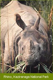 Rhinoceros, Kaziranga National Park