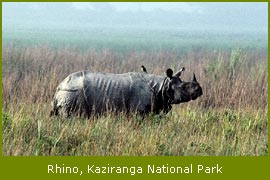 Rhino, Kaziranga National Park