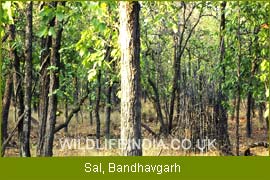 Sal - Bandhavgarh  National Park, Indian Wildlife Parks 