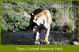 Tiger at Corbett National Park