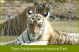 Tiger, Ranthambore National Park, Indian National Parks  
