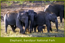 Elephants, Bandipur National Park
