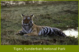 Tiger, Sunderbans National Park