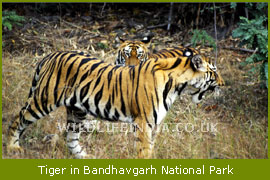 Tigers in Bandhavgarh National Park, Central India Tiger Tours