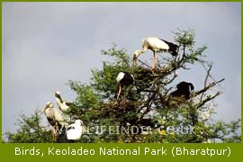 Bharatpur Birds Sanctuary