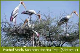 Birds, Bharatpur Bird Sanctuary