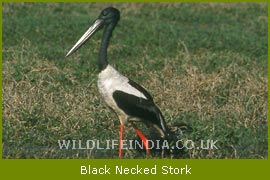 Birds at Bharatpur National Park