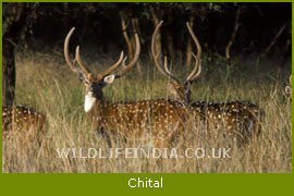 Chital, Dudhwa National Park