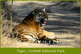 Tiger, Corbett National Park