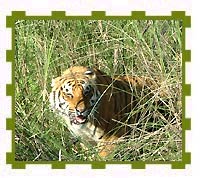 Tiger in Dhikala Chor, Corbett National Park 