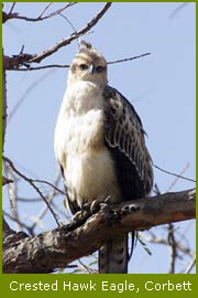 Crested Hawk Eagle, Corbett National Park