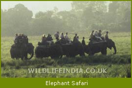 Elephant Safari, Kaziranga National Park