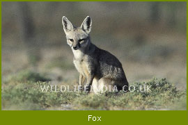 Indian Fox, Sunderban National Park