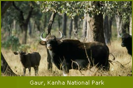 Gaur, Kanha National Park