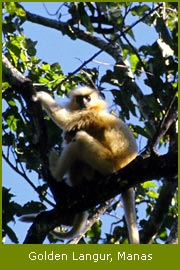 Golden Langur, Manas National Park