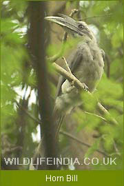 Horn Bill, Manas National Park, Bird Watching Tour of India