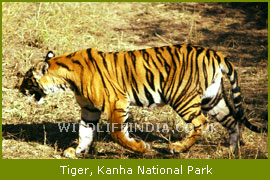 Tiger, Kanha Wildlife Tours