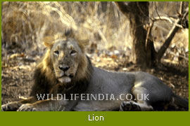 Lion, WildlifeIndia.co.uk