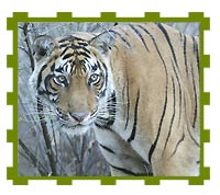 Tigeress, Ranthambore National Park