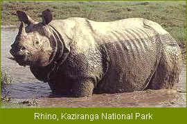 Rhino - Kaziranga National Park, Wildlife Tour India, Indian Wildlife Safari 