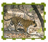 Tiger on Prowl, Bandhavgarh National Park 