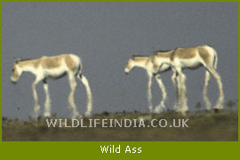 Wild Ass, Ungulates of India