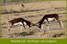 Blackbuck or Indian Antelope, National Parks Tours of India,