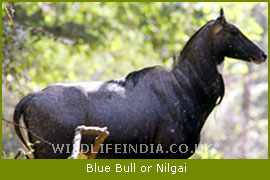 Blue Bull or Nilgay, Bandhavgarh