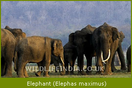 Elephant, Wildlife Safari Tours & Packages