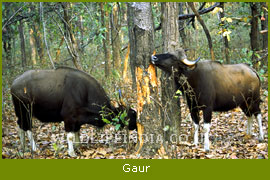 Gaur, Kanha National Park