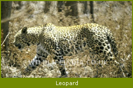 Leopard, Wildlife Species of India
