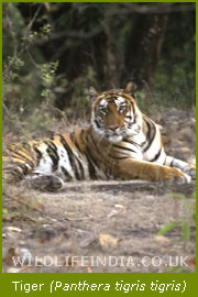 Tiger, Tiger Safari Tours India