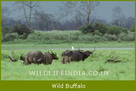 Wild Buffalo