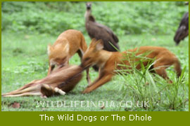 Wild Dogs (Cuon Alpinus), Dog Family of India