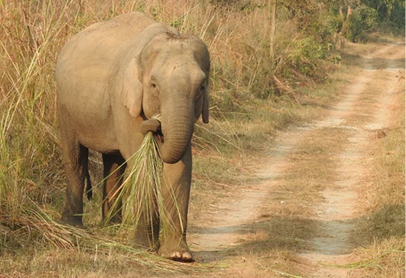 Elephants in the wild