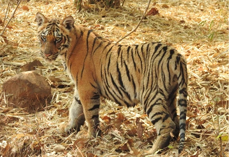 Tigers in India
