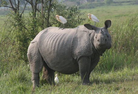 An Indian rhinoceros in the grasslands