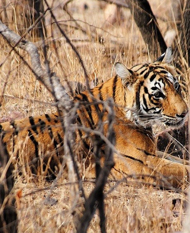 Bengal tiger photographed in its natural habitat in India