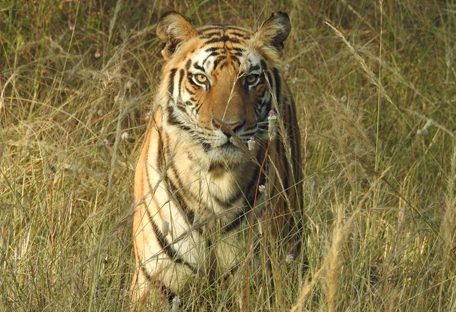 A tiger in the grasslands of India