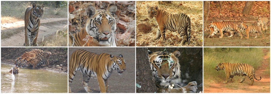 Tigers photographed on safari in India